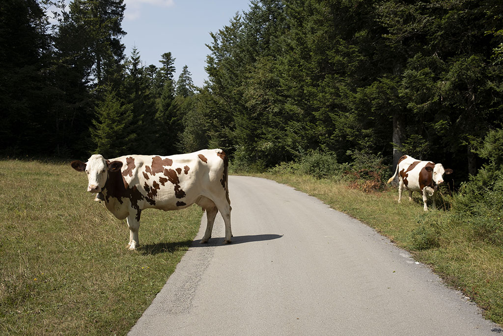 gravel doubs itinéraire circuit vélo chemin vaches