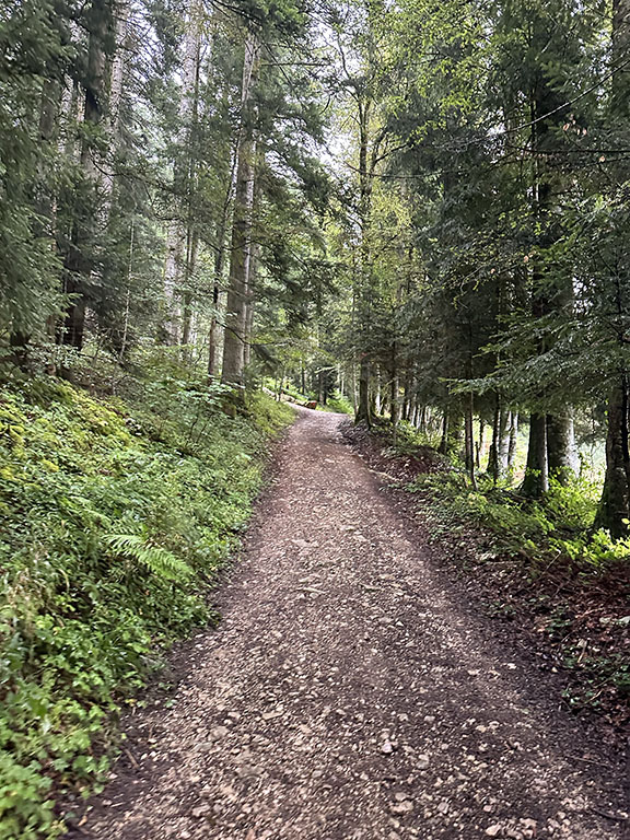 Morteau doubs gravel itinéraire route singles champs chemins piste forestière