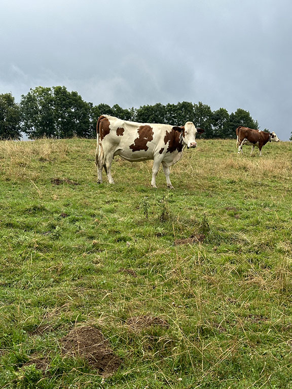 Morteau doubs gravel itinéraire route champs de vaches