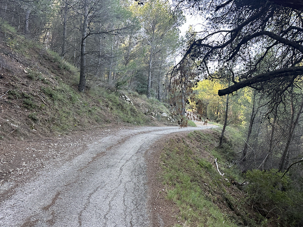 chemin itinéraire gravel tour des dentelles de montmirail sous bois